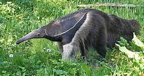 Discover 10 Types of Anteaters and How They Are Not All Alike
