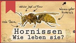 Hornissen - Die fliegenden Riesen