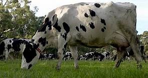 Australia’s happiest cows?