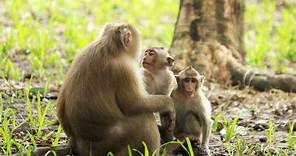 Life monkeys of Amber Group [19,10,2023]