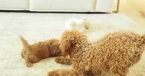 Pocket Puppies - Australia's Home of Toy Cavoodles - Ruby's Toy Cavoodle Girl 4644 - Pocket Puppies