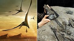 World’s largest Jurassic pterosaur found on Scottish island