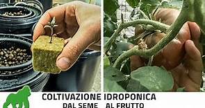 Come coltivare in idroponica, ciclo completo dalla germinazione alla raccolta TUTORIAL