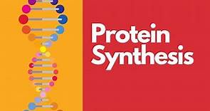 Protein Synthesis in Simple Terms