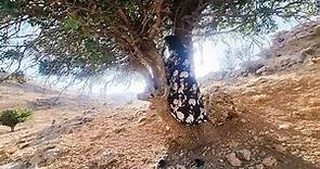 The Fall of Nomadic Mother: The Bitter Journey of Nomadic Mother from the Tree