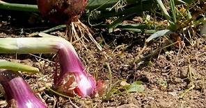Castel Ruggero: consigli sulla coltivazione della cipolla - Bonduelle TV - A spasso nell'Orto