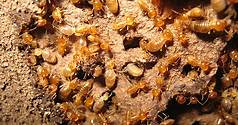 Termite Identification Guide