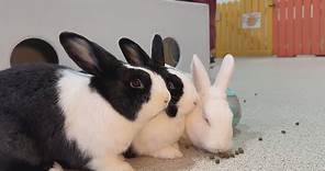 Abandoned rabbits on Granville Island find new home at The Bunny Café