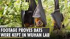 Wuhan lab video showing bats in cage raises new queries on virus origin| Wuhan Institute of Virology
