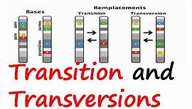Transition and transversions