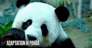 Adaptation In Panda| Panda Adaptation Facts|Animals Adaptation| Panda Documentary| Panda Information