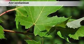 silver maple (Acer saccharinum)