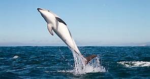 BBC Four - The Wonder of Animals - Wonder facts: Dolphins