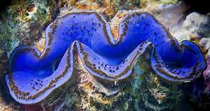 GIANT CLAM: Weighs up to 500 pounds | Oceana