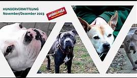 Hundevermittlung - November/Dezember 2023 (Tierheim Hannover TV)