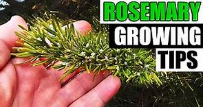 8 Rosemary Growing Tips