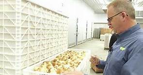 Chicken Poultry Full Hatchery Tour | Townline Hatchery in Michigan