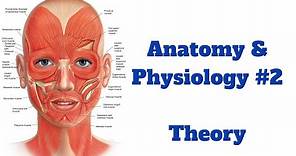 Anatomy and Physiology #2