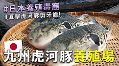 超危險的毒窟 ？ 日本人養殖虎河豚居然需拔河豚牙齒，來體驗當日本河豚養殖業者😍超精彩的畫面 ! 剪牙齒原因在置頂。(2集/ ??集）ft.トーワ水産