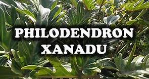 [JARDINERIA] - Philodendron Xanadu