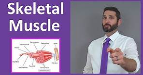 Skeletal Muscle Tissue: Contraction, Sarcomere, Myofibril Anatomy Myology