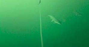 Amazing underwater footage 100 feet below Lake Superior!