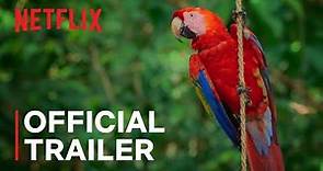 Life in Color with David Attenborough | Official Trailer | Netflix