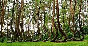 Crooked Forest, Poland 🇵🇱