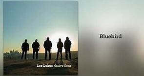 Los Lobos "Bluebird" (from Native Sons)