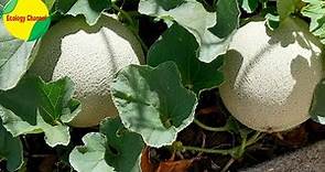 12 Tipos de Melones