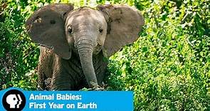 Official Preview | Animal Babies: First Year on Earth
