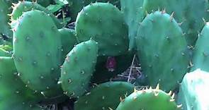 Prickly Pear - Plant Profile