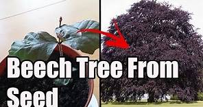How To Grow Copper Beech From Seed/Nut