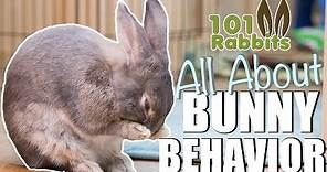 ALL ABOUT BUNNY BEHAVIOR 🐰
