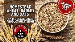 Small-Scale Grain Production | Homestead Wheat Barley and Oats | Growing Grain At Home