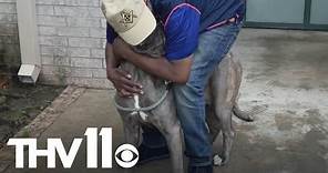 Little Rock animal shelter reunites lost dog with owner