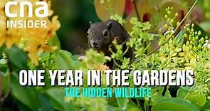 Secret Lives Of Wildlife in Singapore's Botanic Gardens | One Year In The Gardens (Part 1/2)