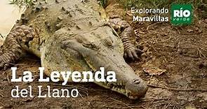 El caiman del Orinoco. La Leyenda del Llano - 2da temporada de "Explorando maravillas"