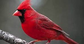 Northern Cardinal Bird Sound Natural sound of singing birds