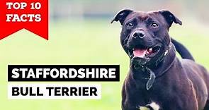 Staffordshire Bull Terrier - Top 10 Facts [Staffy]