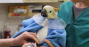 A day in the life of an exotic bird veterinarian