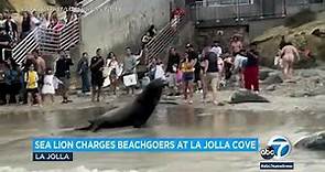 2 sea lions charge beachgoers at La Jolla Cove in San Diego
