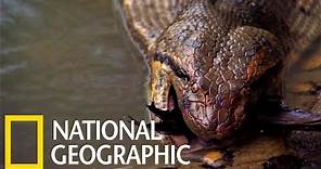 神出鬼沒的「重量級」叢林巨蛇《國家地理》雜誌