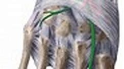 Deep fibular (peroneal) nerve