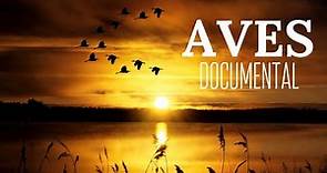 🐤LAS AVES | documental de aves COMPLETO en ESPAÑOL | Aves Documentales Interesantes🦉