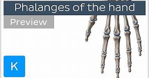 Overview of the Phalanges Bones of the Hand (preview) - Human Anatomy | Kenhub
