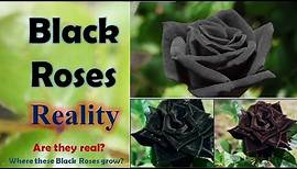 Real Black Roses? Know the details