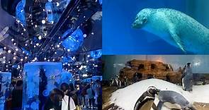 桃園「Xpark水族館」開幕前搶先直擊！企鵝咖啡館、6000隻魚群表演超震撼 - 玩咖Playing - 自由電子報