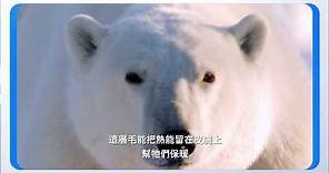 《動物檢定》北極熊能夠保暖的秘密大公開｜動物星球頻道