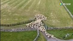 边境牧羊犬放羊场面宏伟壮观，几只边牧放牧一群羊！